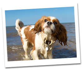Let me know about new Aquapac stuff, too! Let me know about new Aquapac stuff, too!